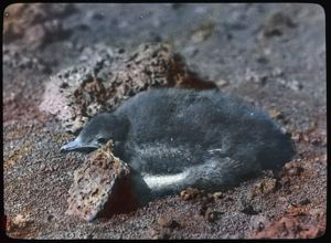 Image: Young Parasitic Jaeger or Black-backed Gull